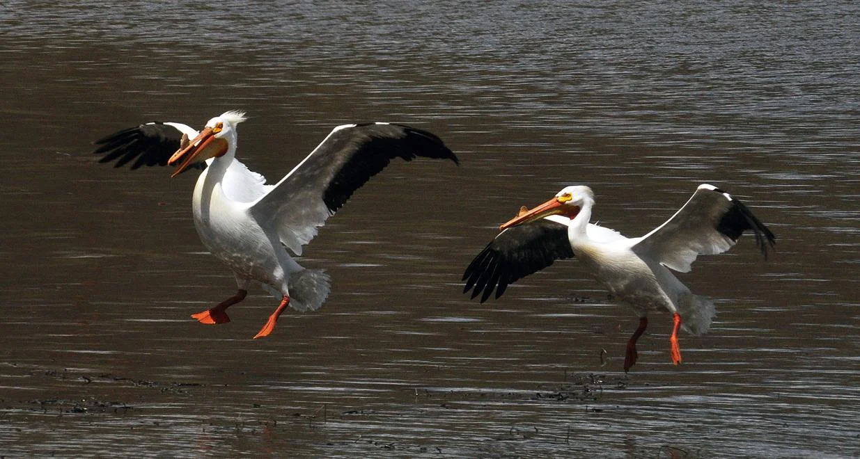 Cleared for Landing.jpg