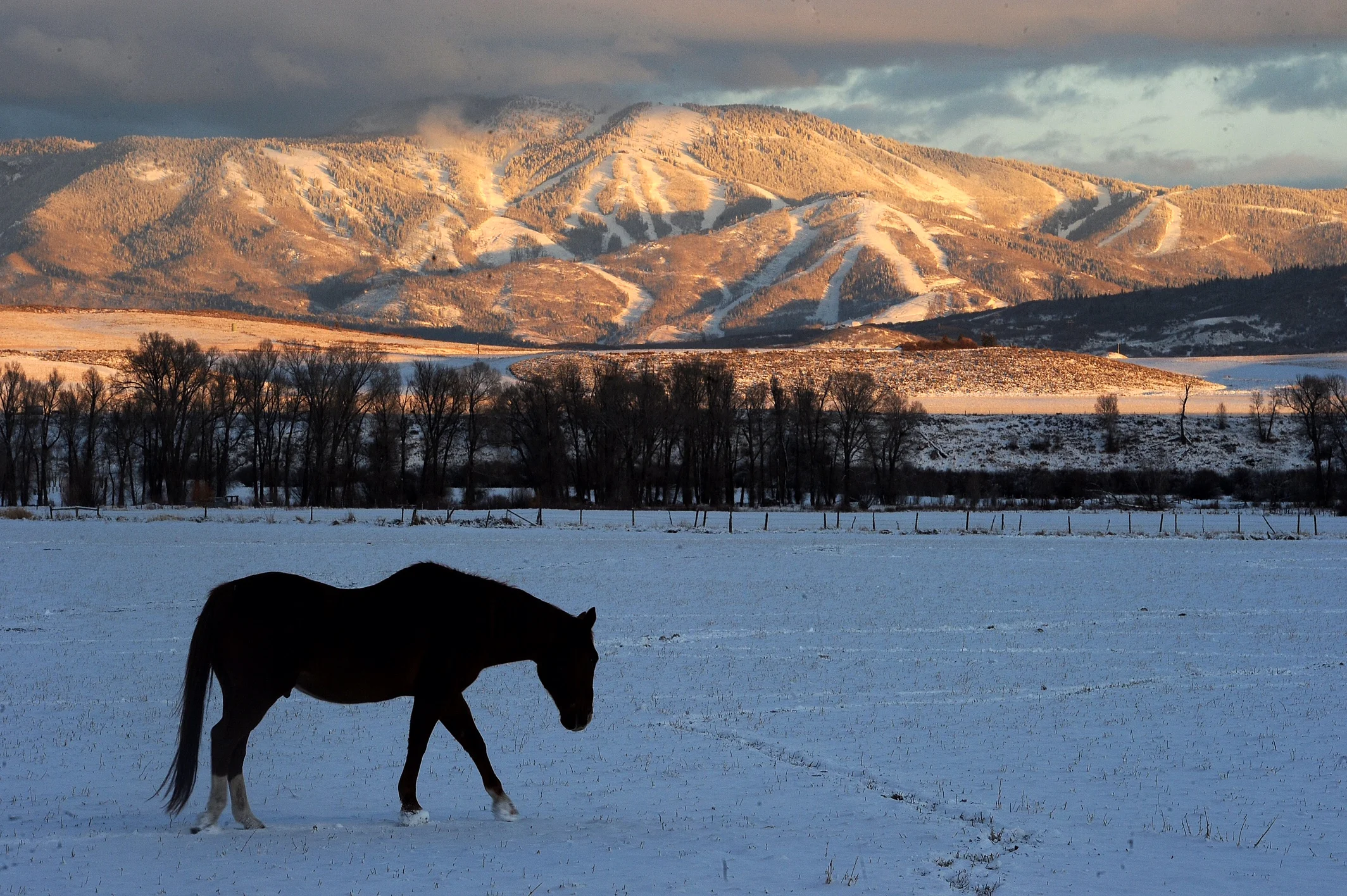 A Walk in the Snow.jpg