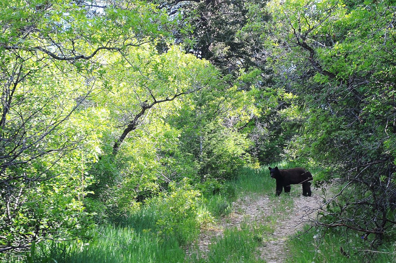 Friend on the Trail.jpg