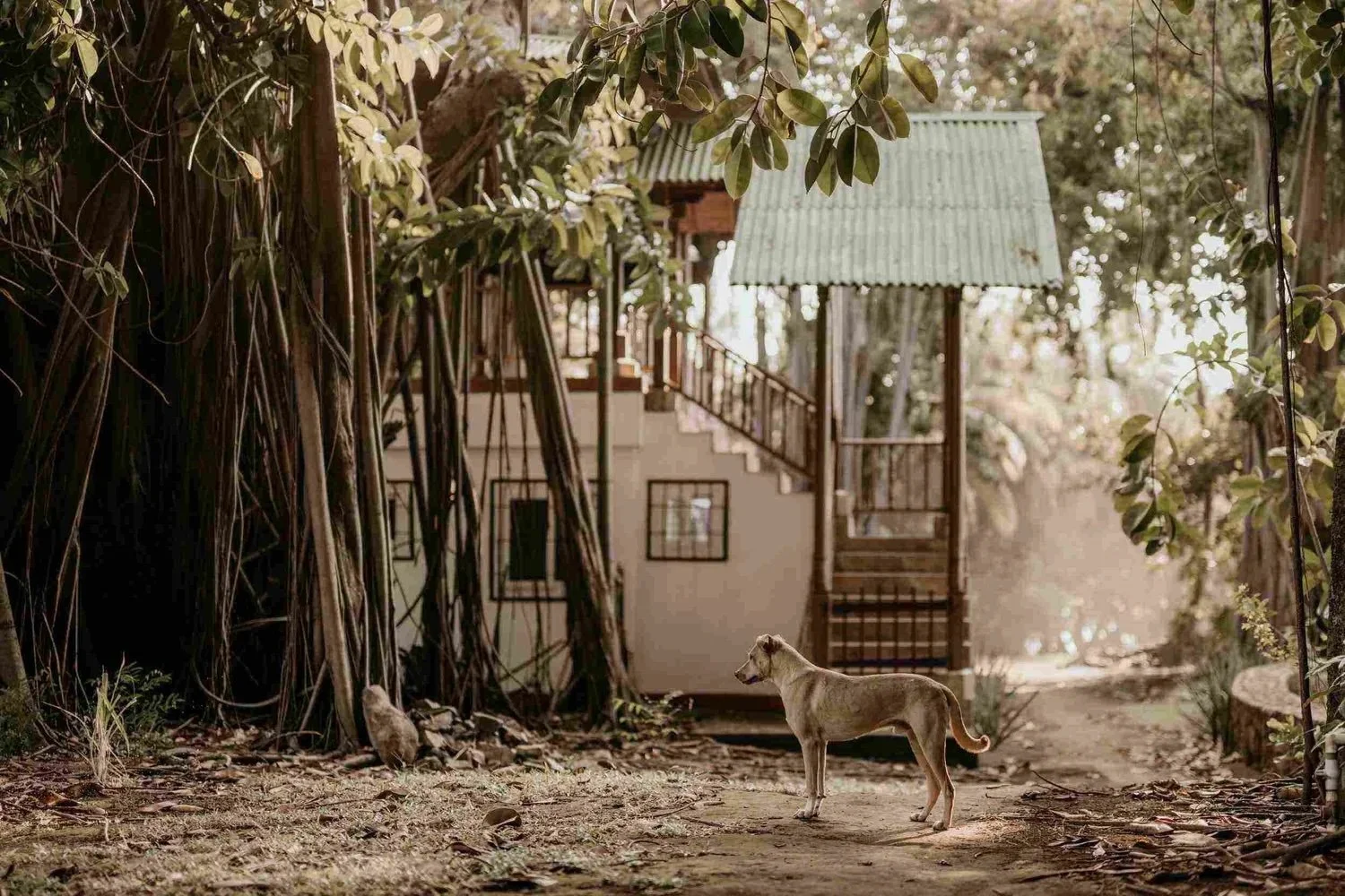 amaru dog copy.jpg