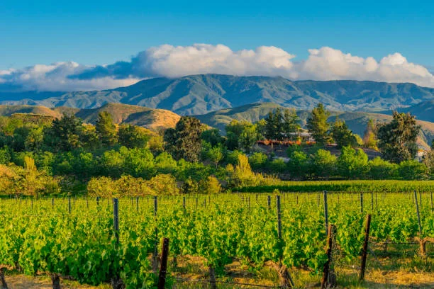 temecula-wineries-real-estate.jpg