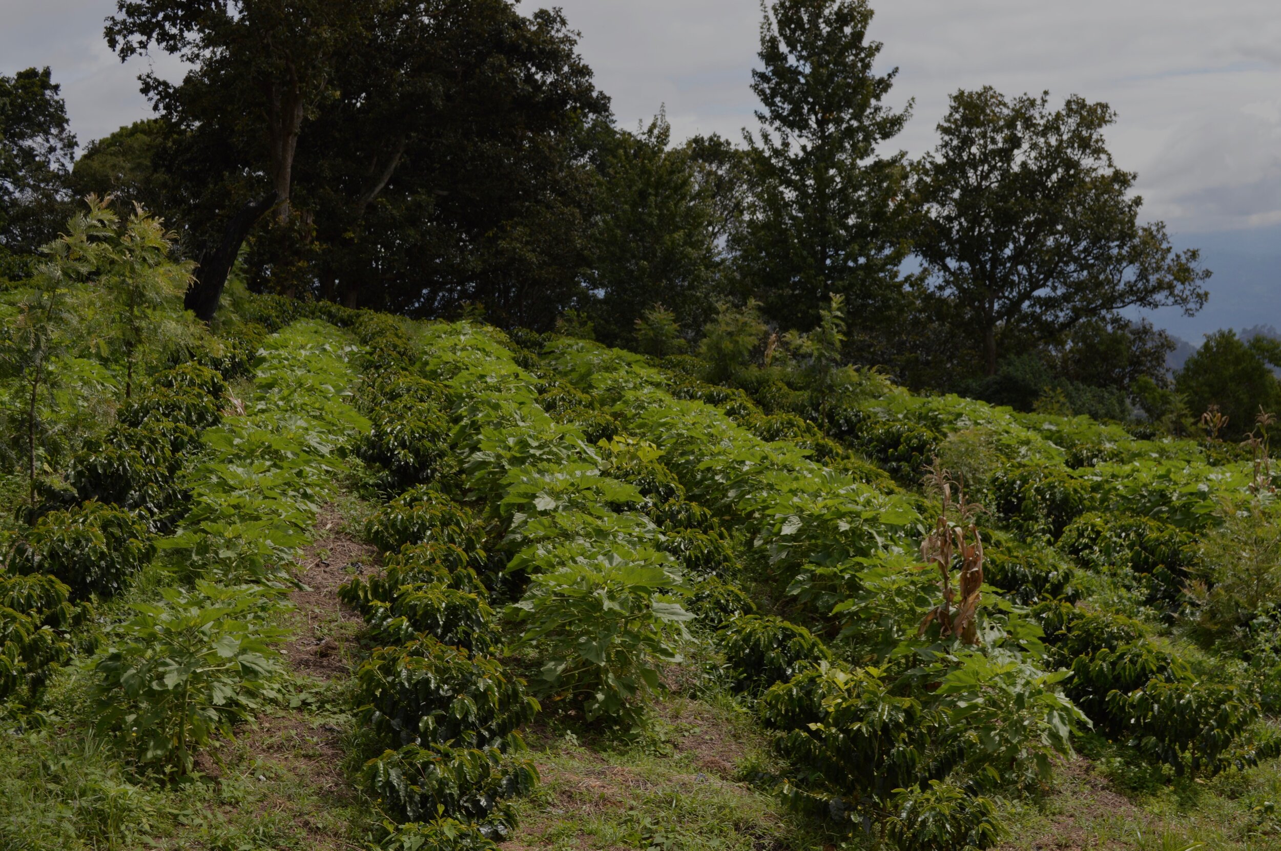 Over 260 Demo Plots Established