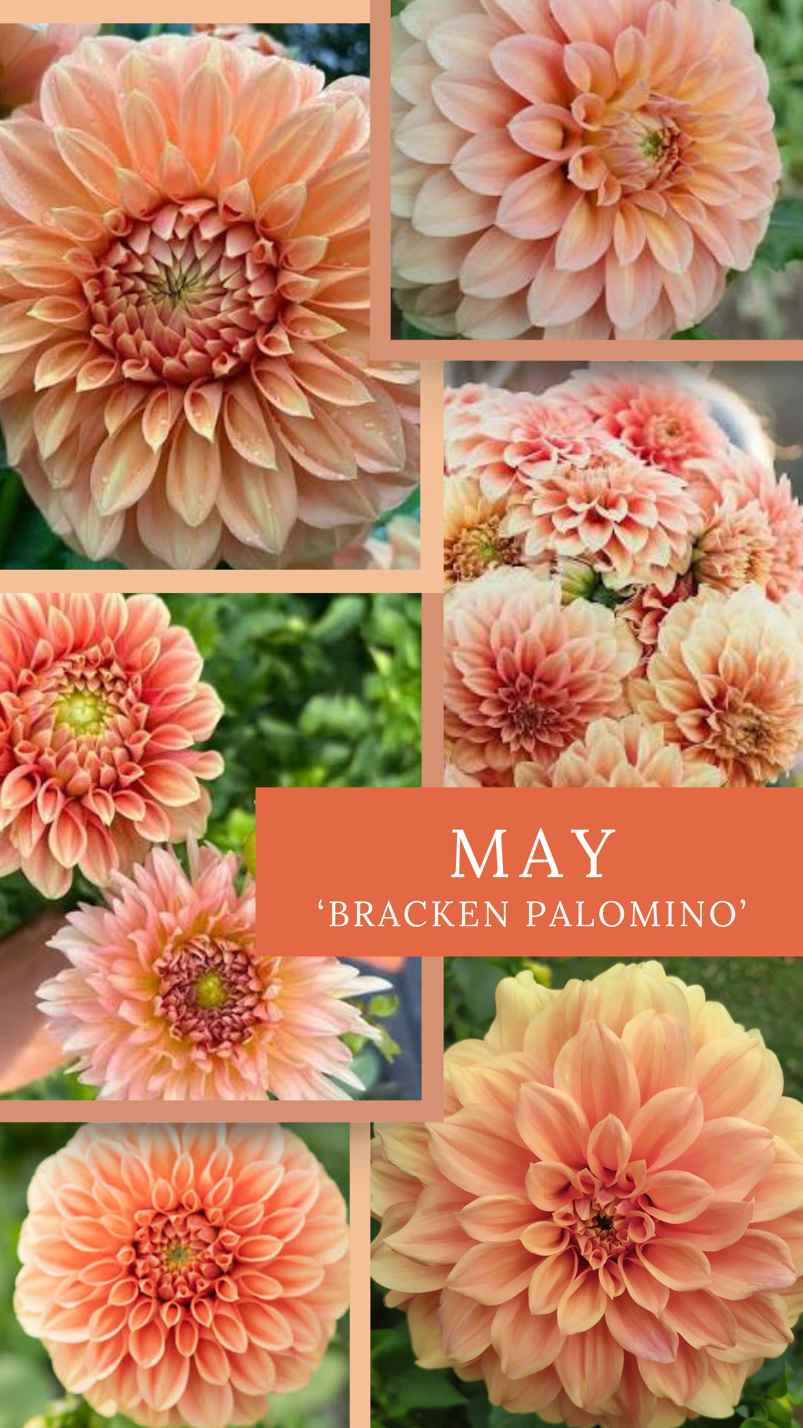 May - Bracken Palomino.png