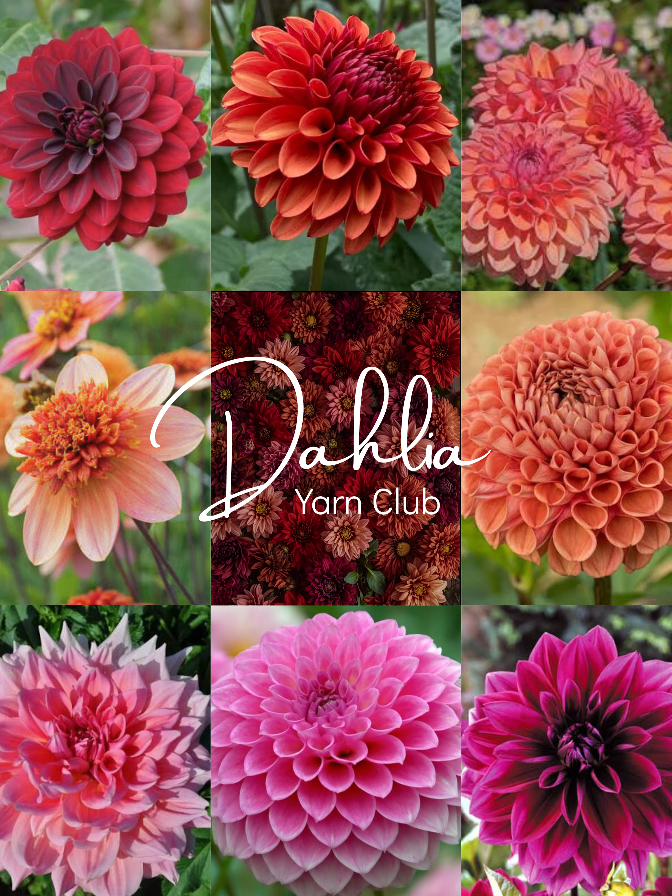 Dahlia+Yarn+Club+-+%285+x+7+in%29.png