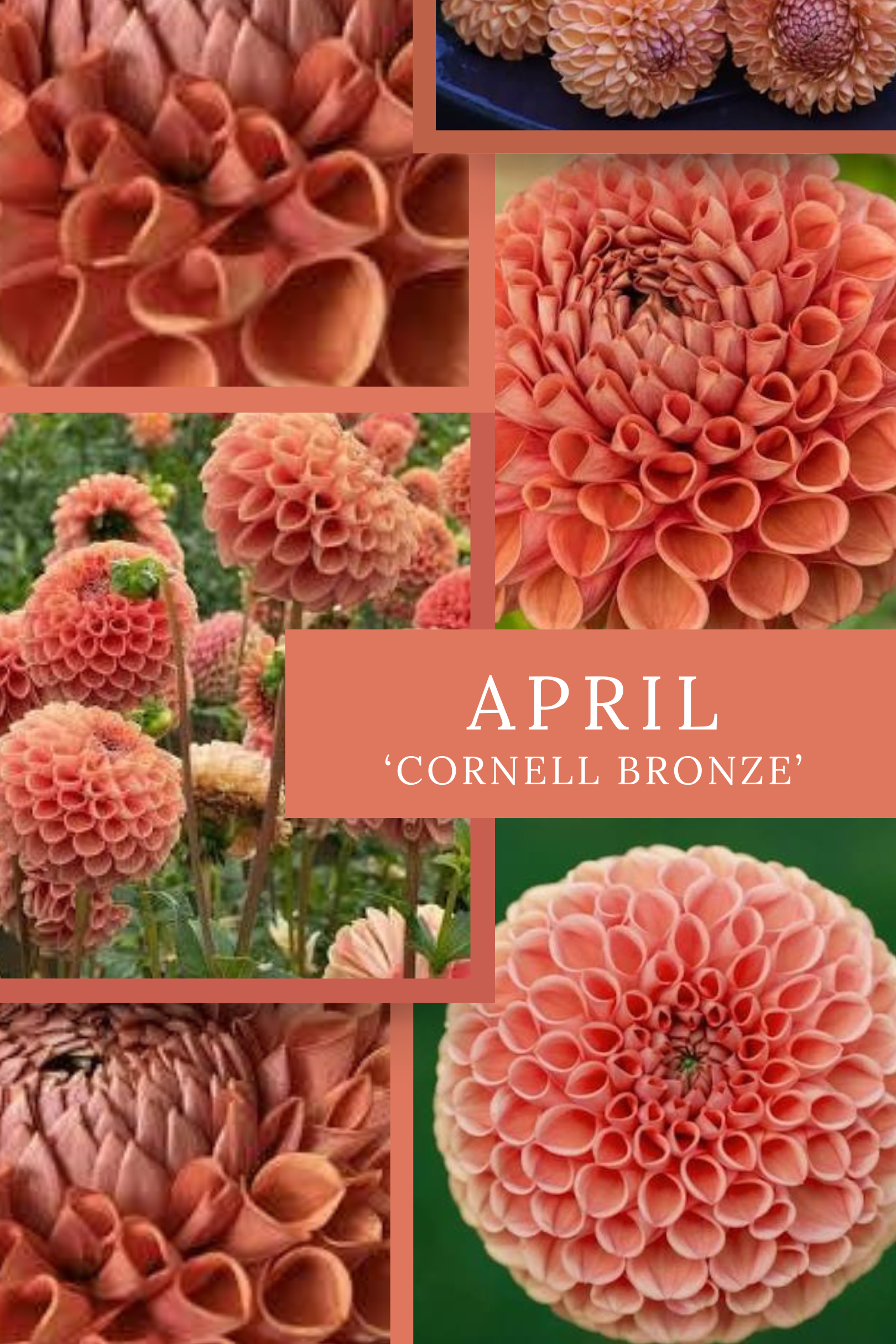 April+-+Cornell+Bronze.png