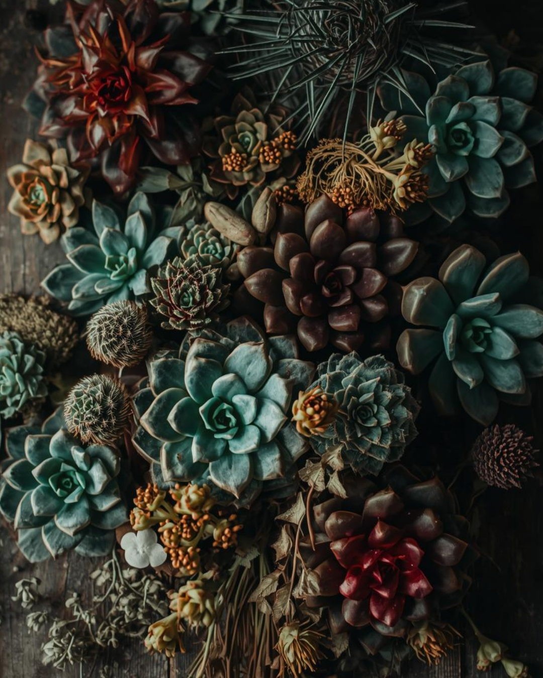 Succulent Garden Advent - Post 3.png