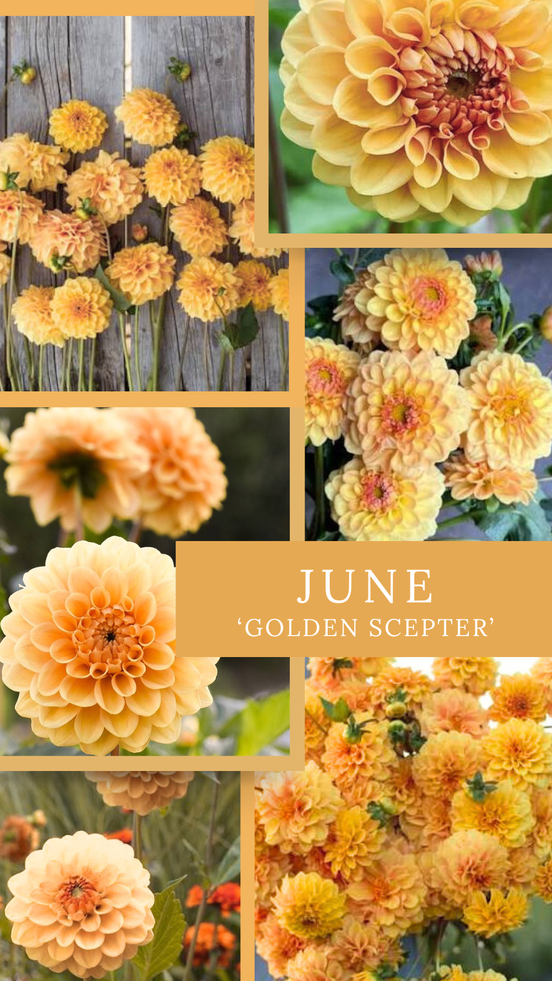 June - Golden Scepter.png