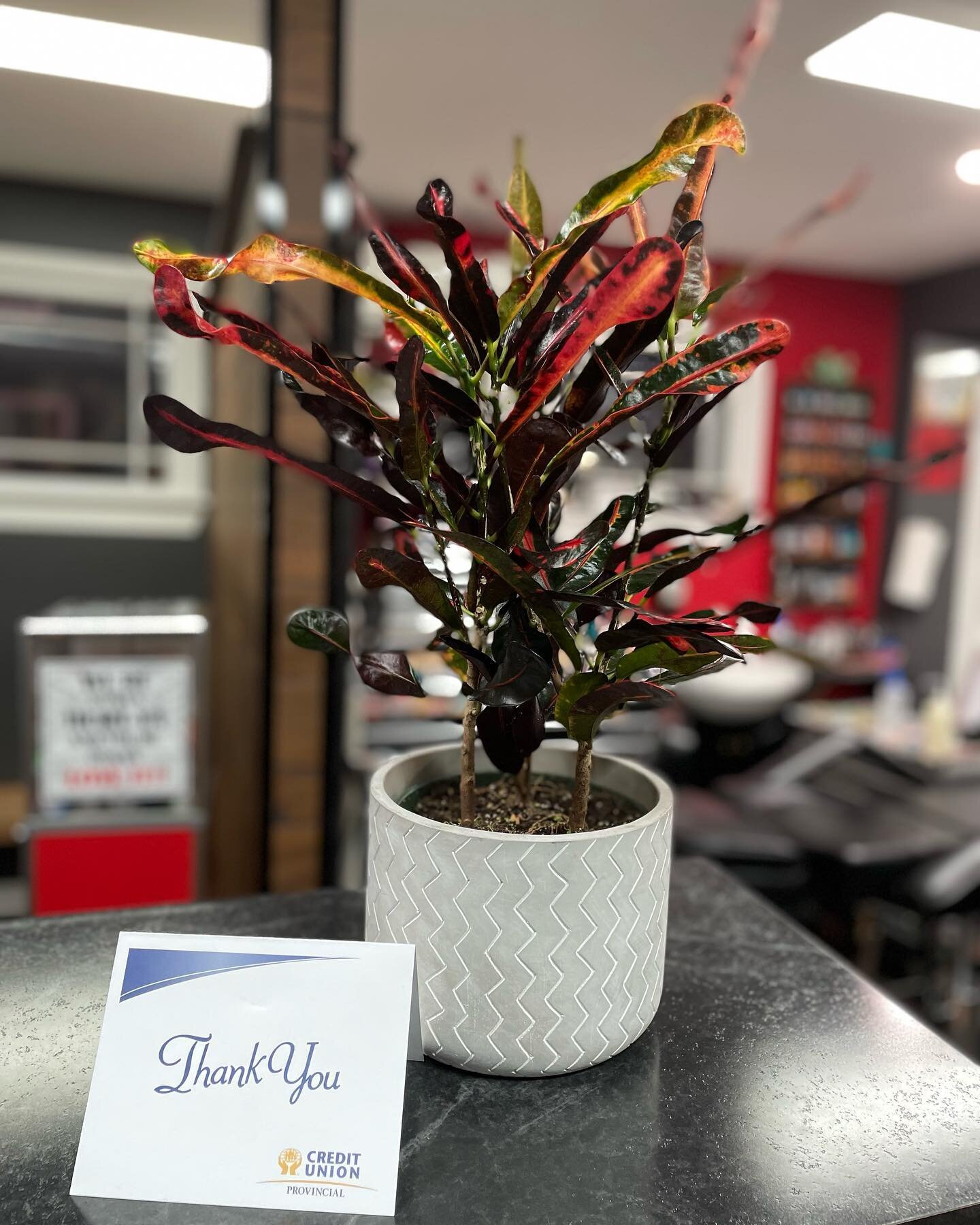 Love this beautiful plant dropped off with treats from the @provincialcreditunion staff! It even matches our red walls 😍
