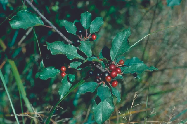 Glossy Buckthorn (Frangula alnus)