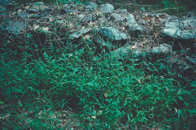 Japanese Stilt Grass (Microstegium vimineum)