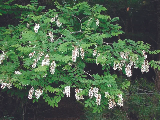 Black Locust