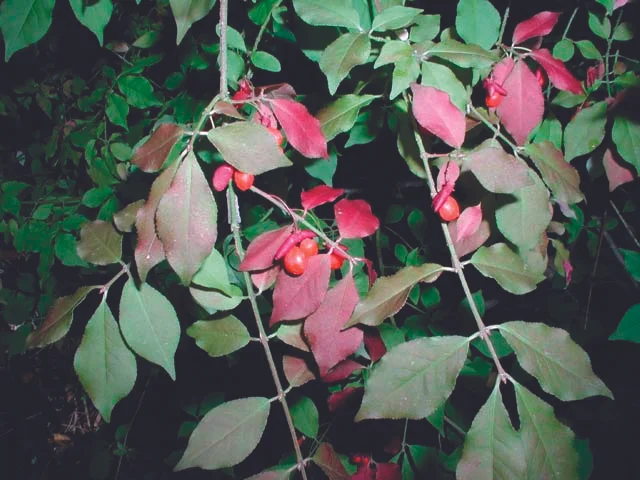 Burning Bush (Euonymus alata)