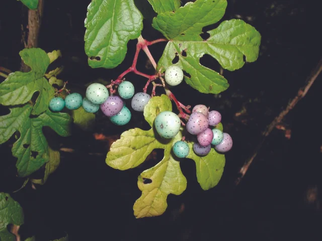 Porcelainberry (Ampelopsis brevipedunculata)