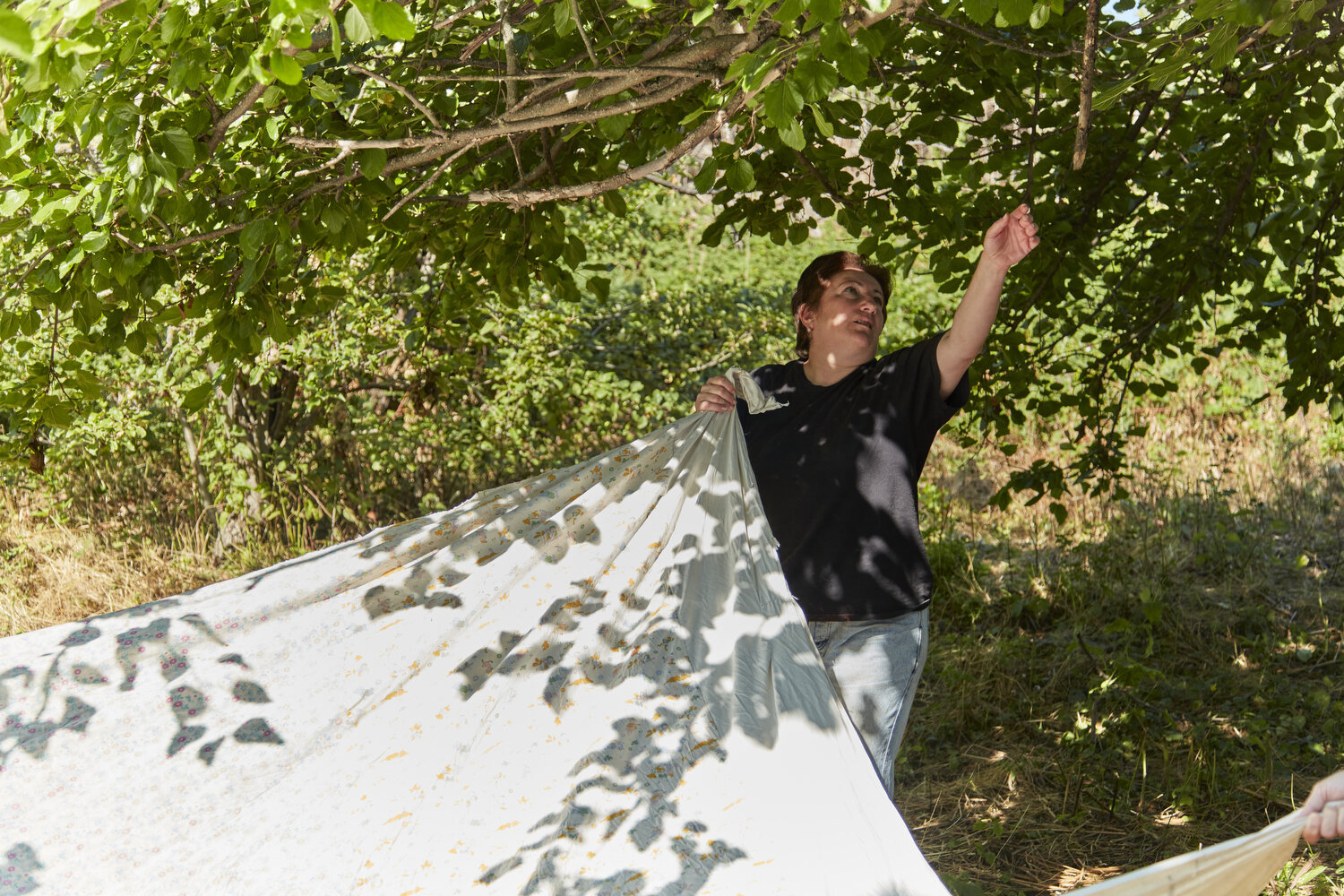  Mulberry harvesting in Shushi 