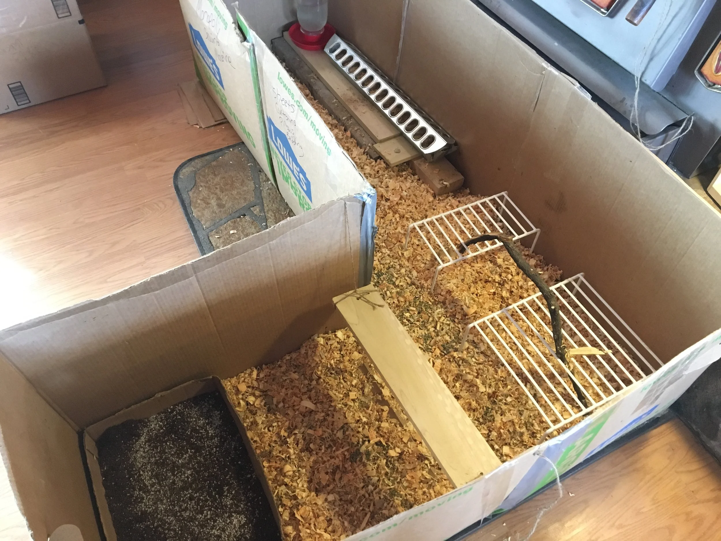 How to Raise Baby Chicks in a Cold Climate — Mossy Meadow Farm