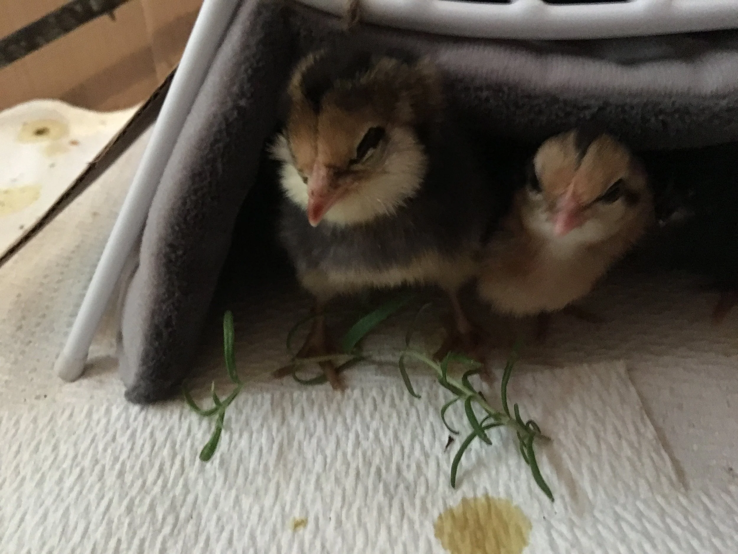 How to Raise Baby Chicks in a Cold Climate — Mossy Meadow Farm