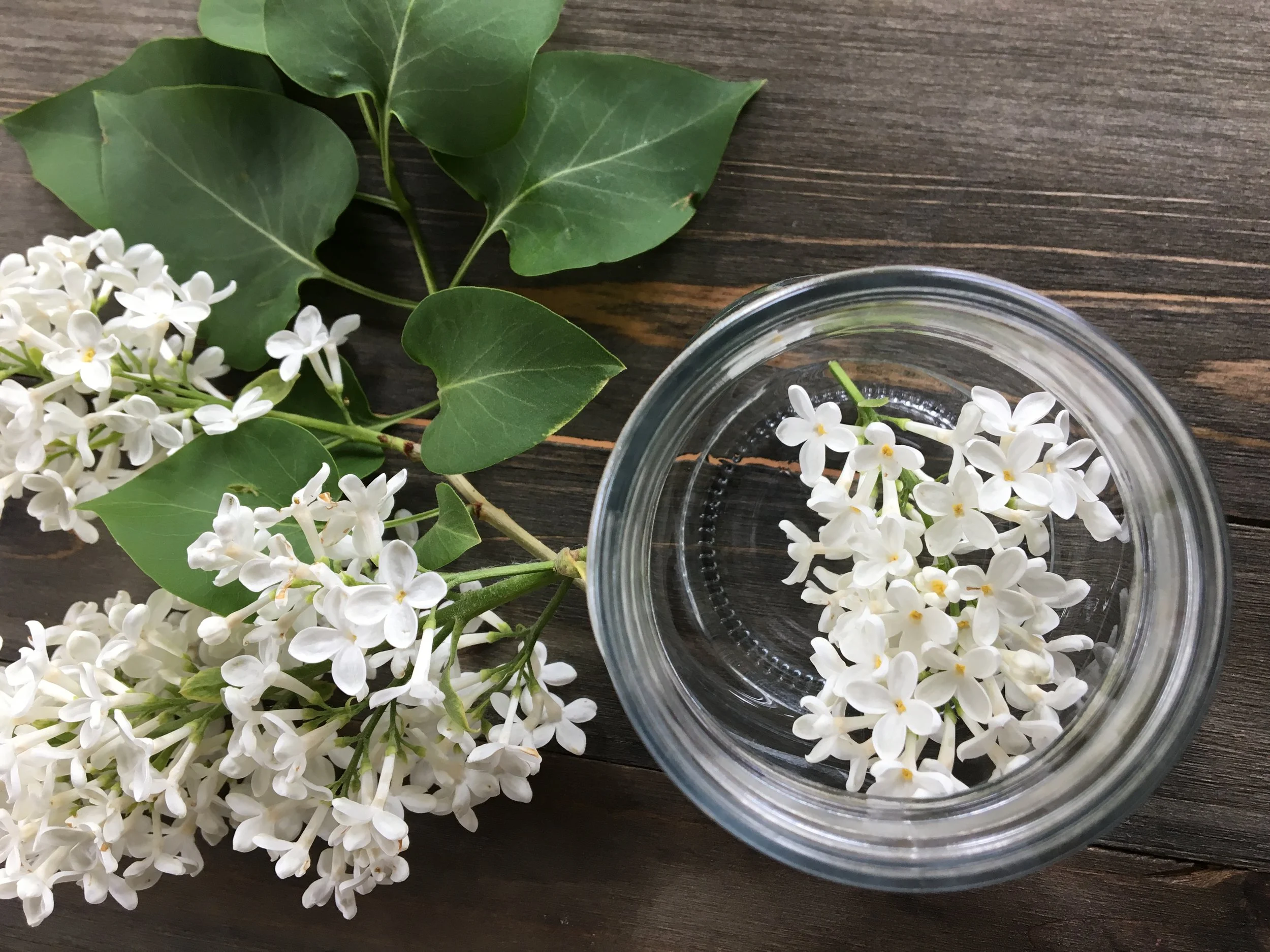 Lilac Infused Honey | Mossy Meadow Farm