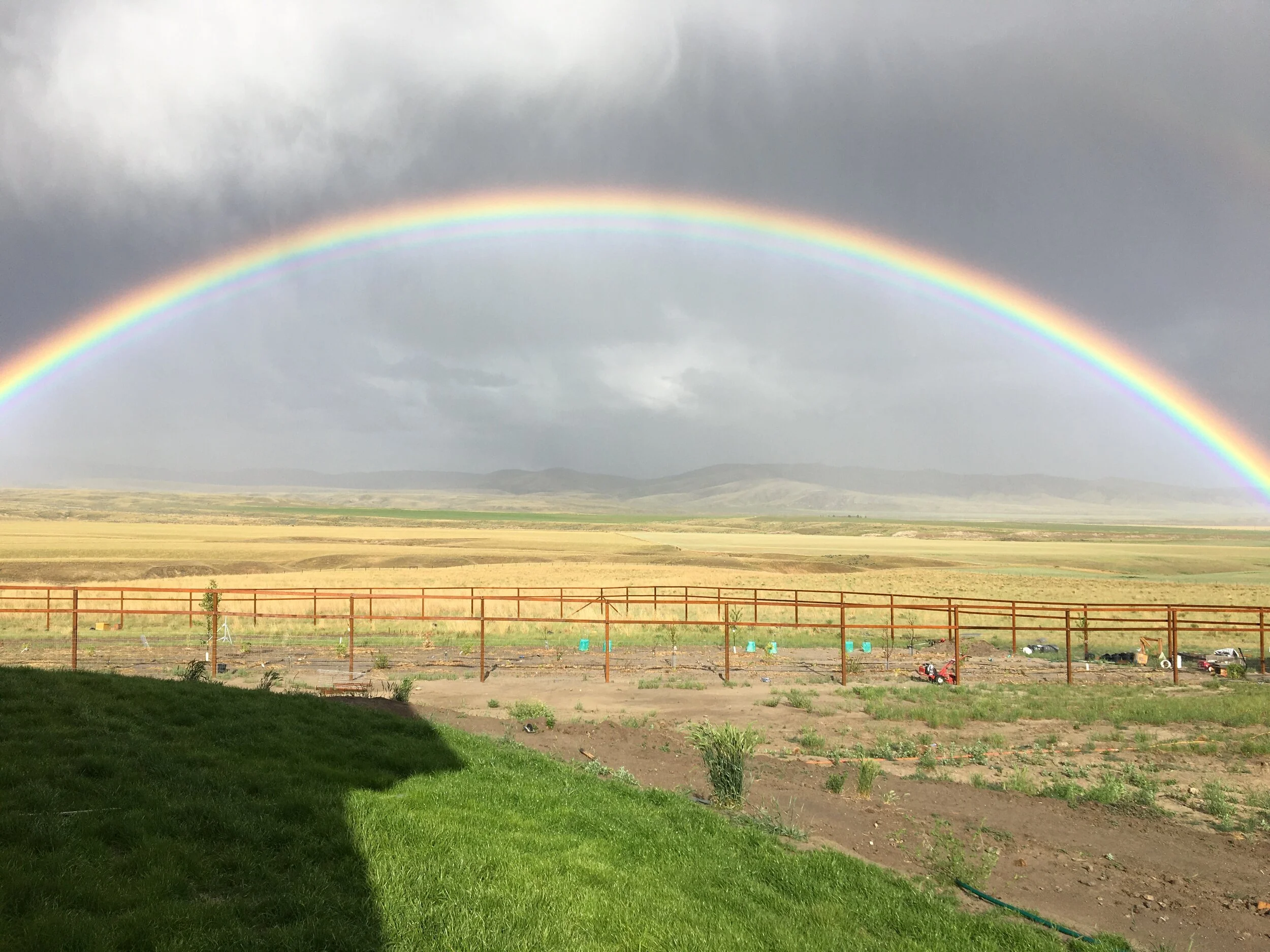After the devastation God placed this amazing rainbow directly over my food forest. Couldn’t have asked for better encouragement.