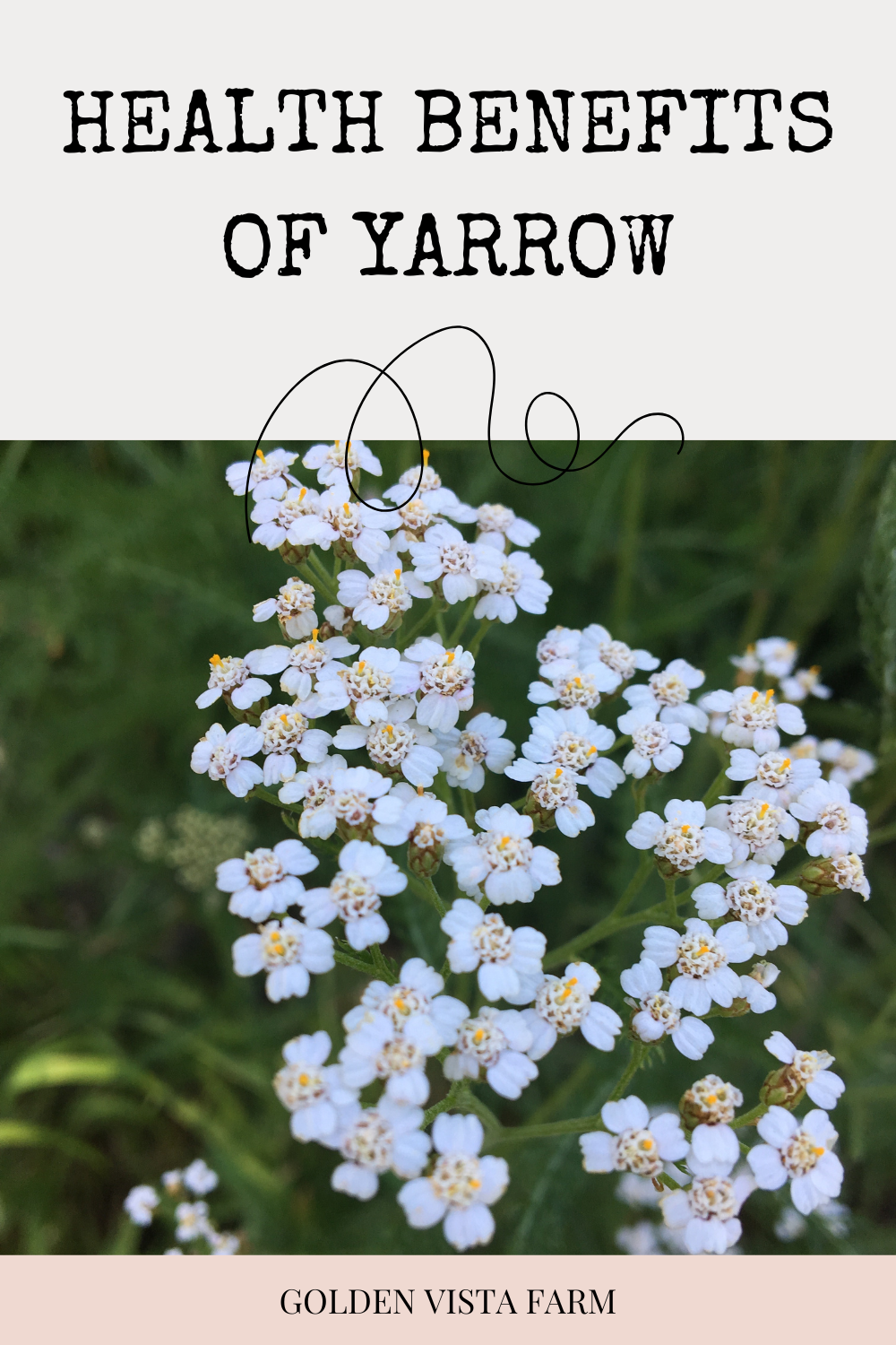 modena yarrow