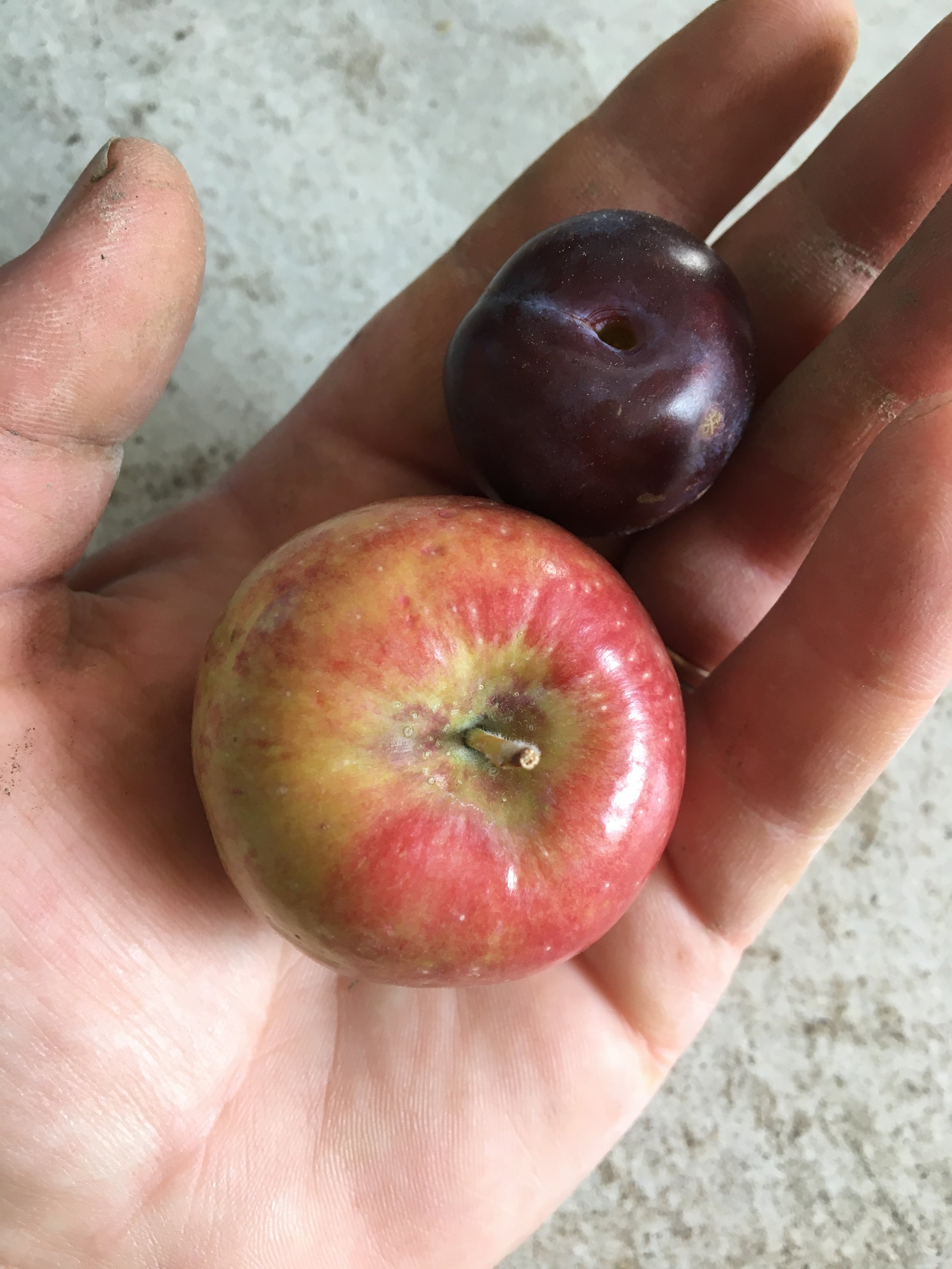 Our one and only plum and apple so far