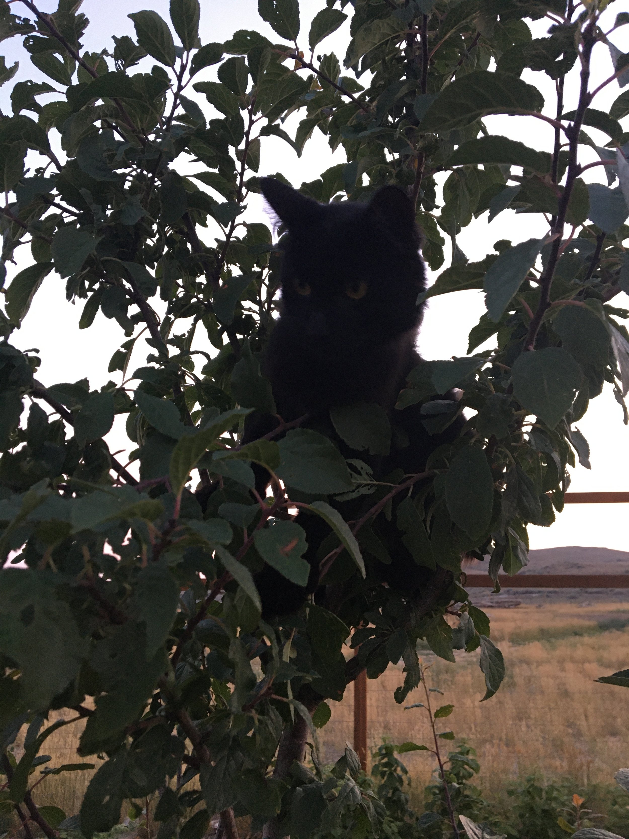 Cat in the plum tree