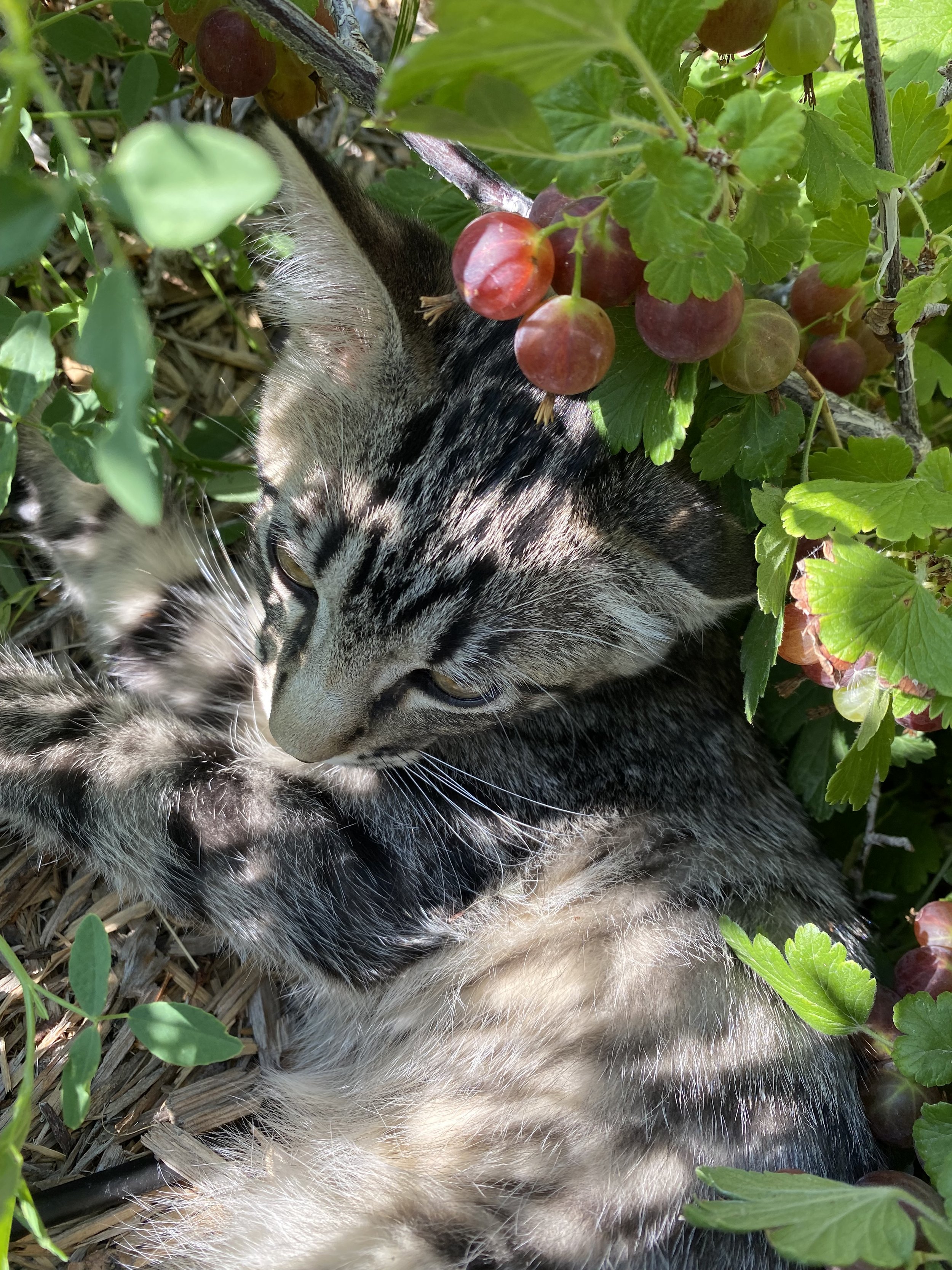 Cat in the gooseberries