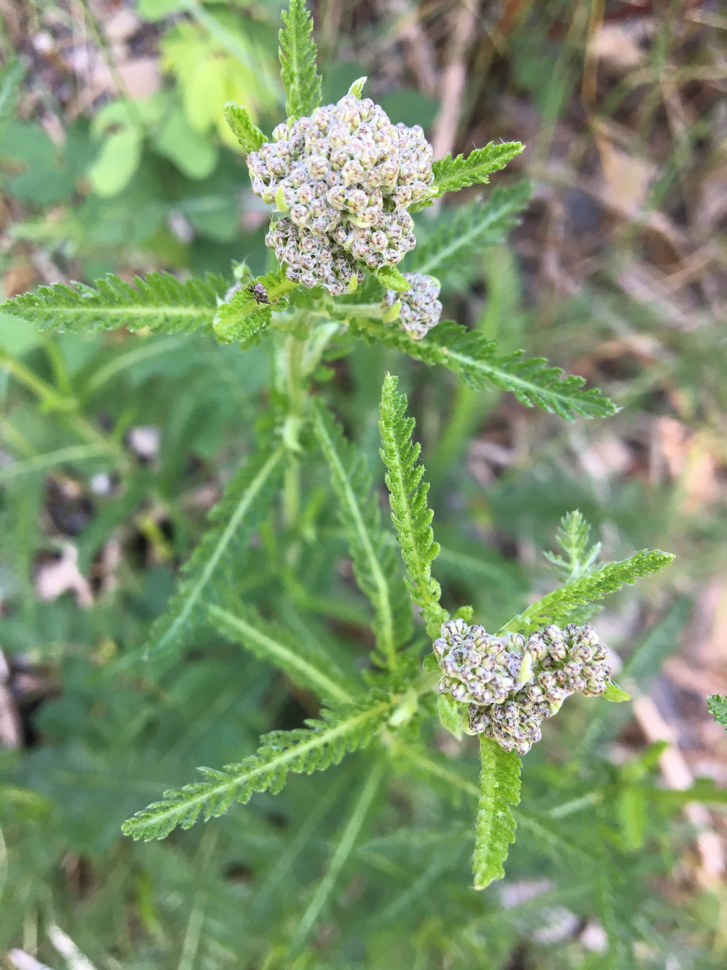 Yarrow — Golden Vista Farm