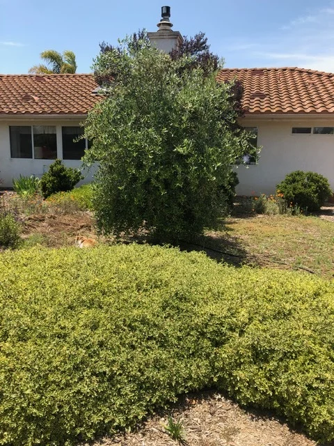 Western Weeping Olive May 2019 2.jpg
