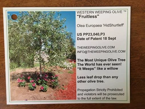 Olive label 2.jpg