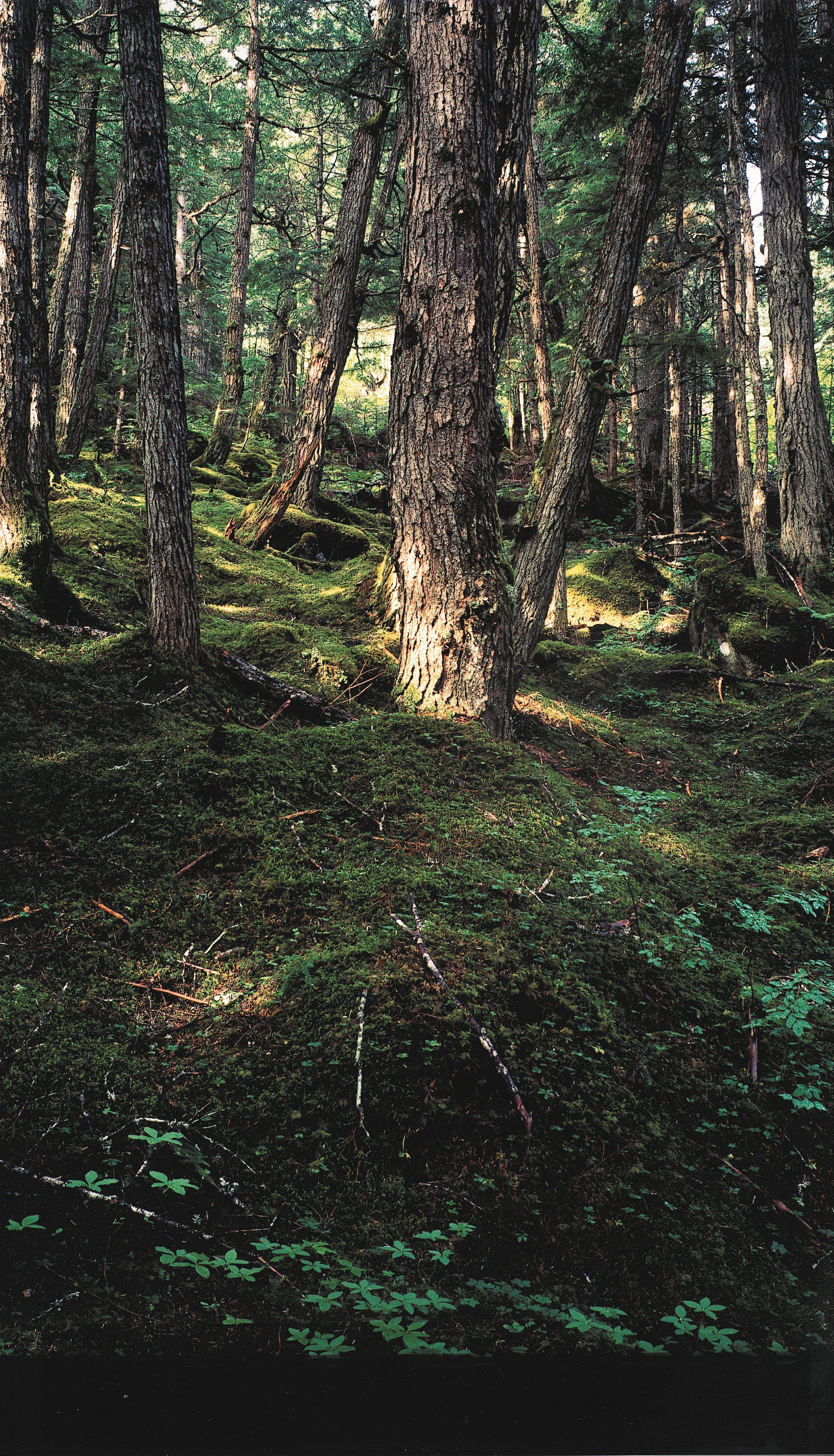  "If all your life means to you is water running over rocks, then photograph it, but I want to create something that would not have existed without me.&nbsp; Minor White 