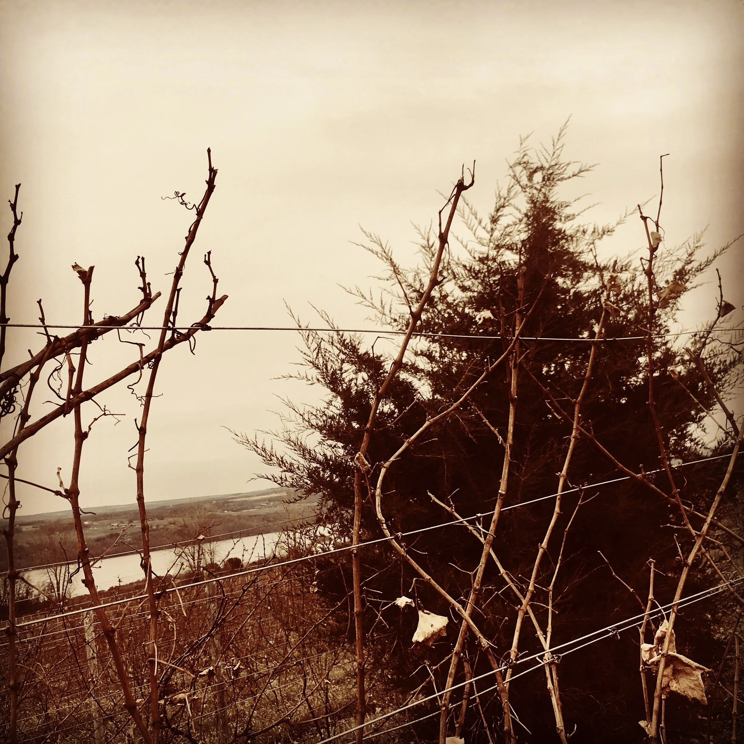 The Cedar Tree at Barrow Vineyard