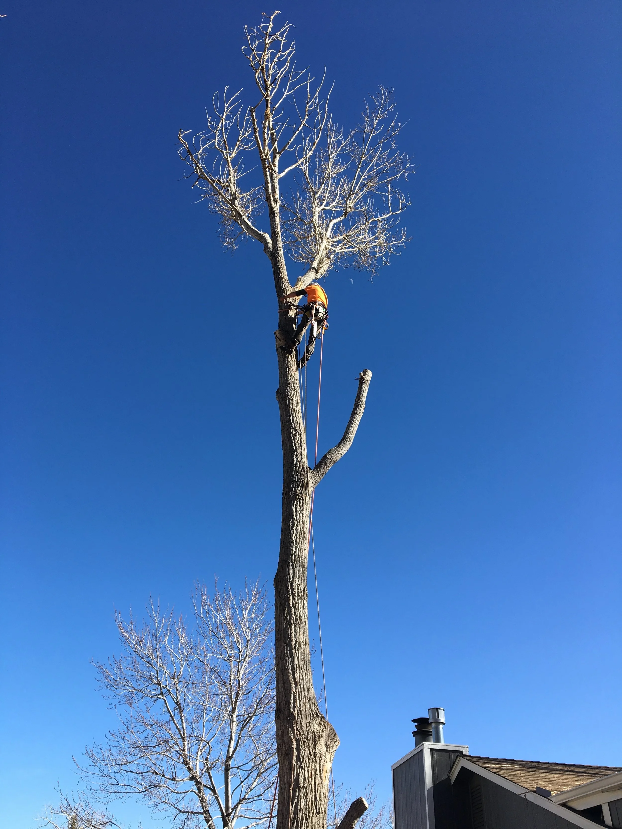 Best Tree Service Removal Estimates Contact Us Castle Rock