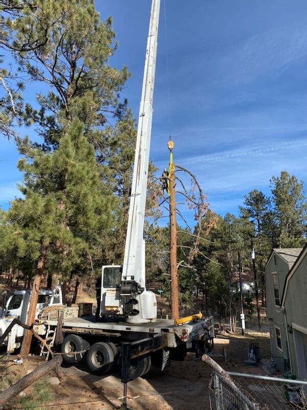 Crane Tree Removal Castle Rock Colorado 80104