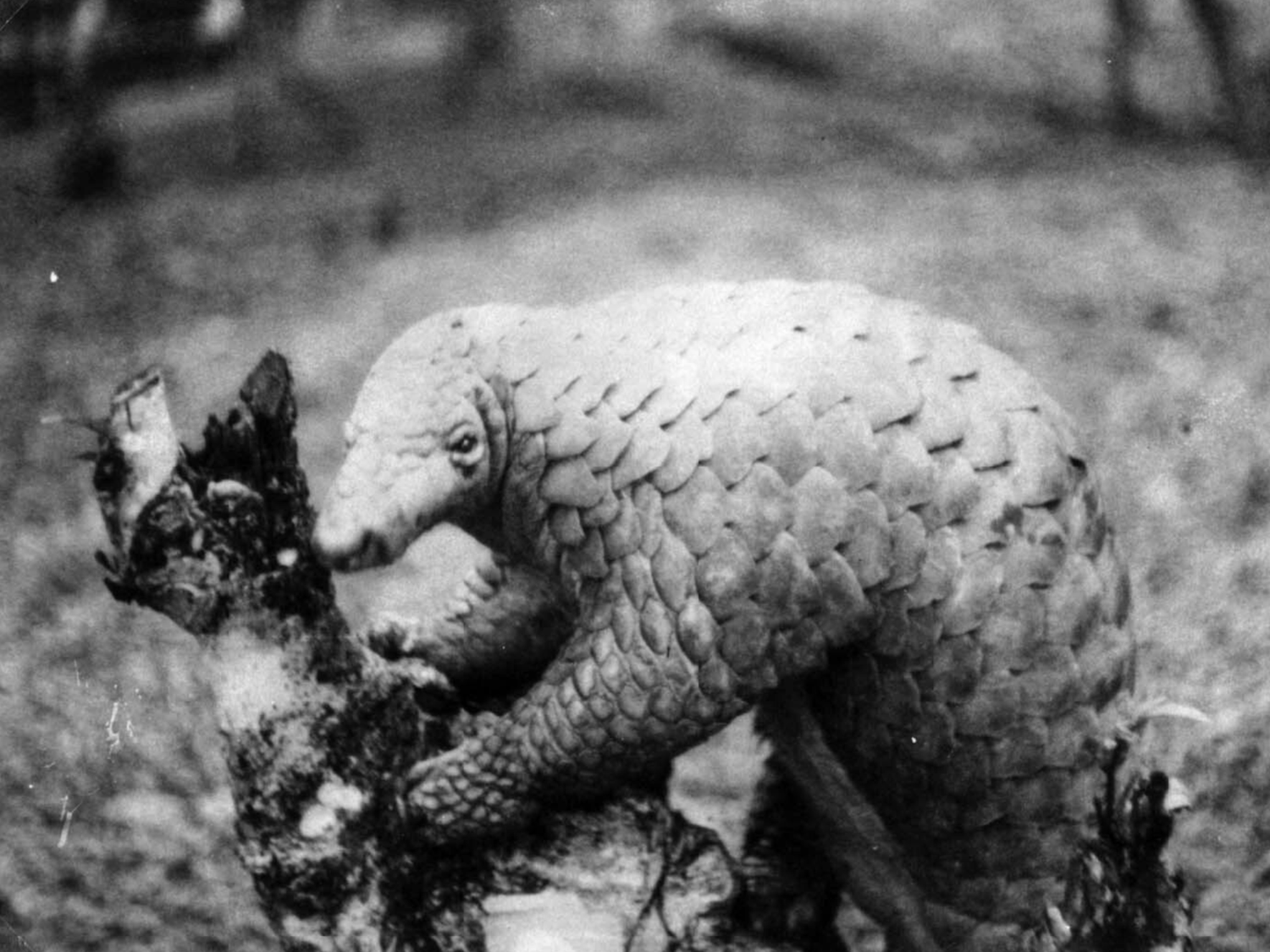 Cultural History In Focus | “Pangolin, Rama, and the garden in Lanka in ...
