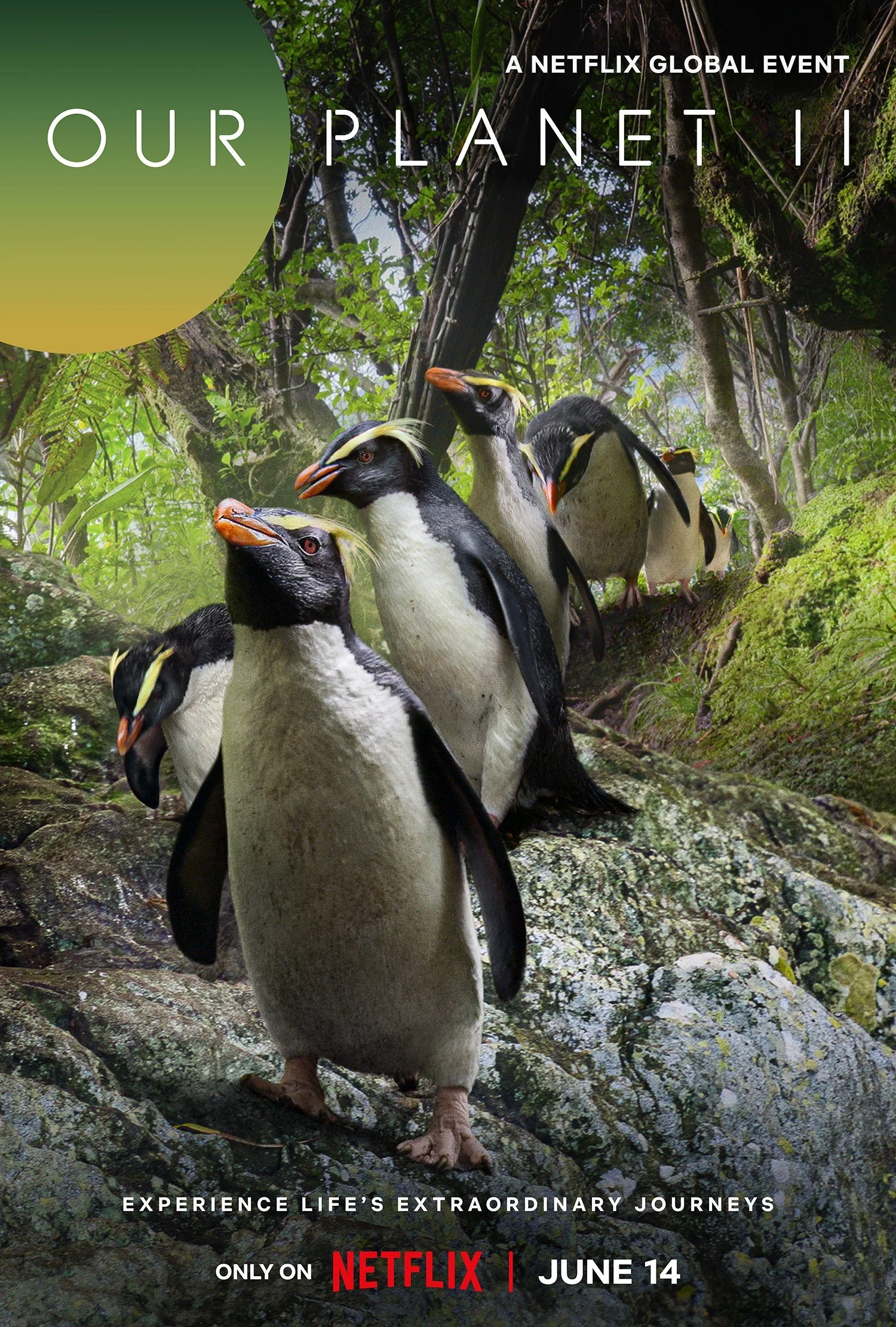 Our Planet II On Netflix Narrated By Sir David Attenborough Art Of Our Planet II On Netflix Narrated By Sir David Attenborough Art Of