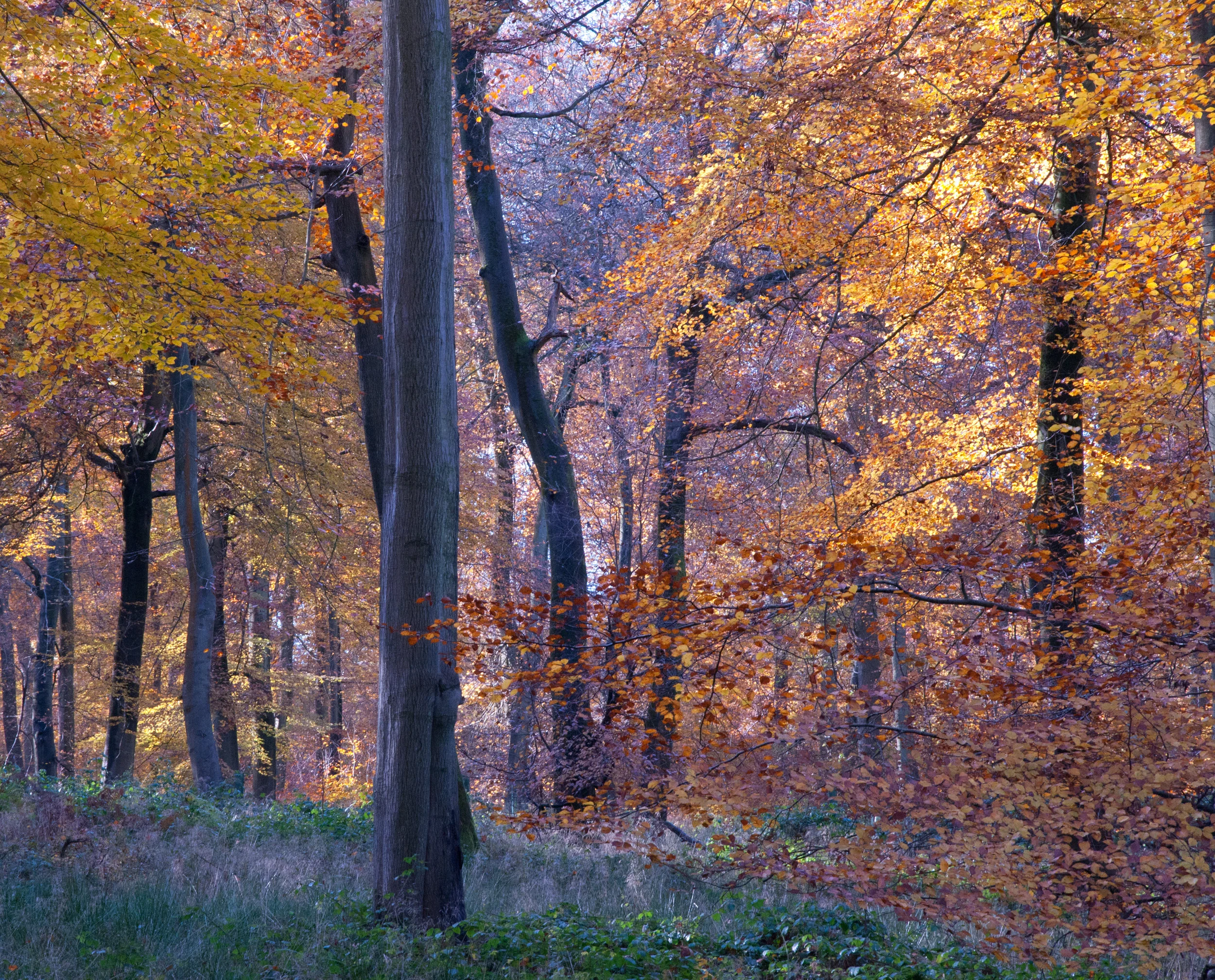 DSC_9264_edited-1.jpg