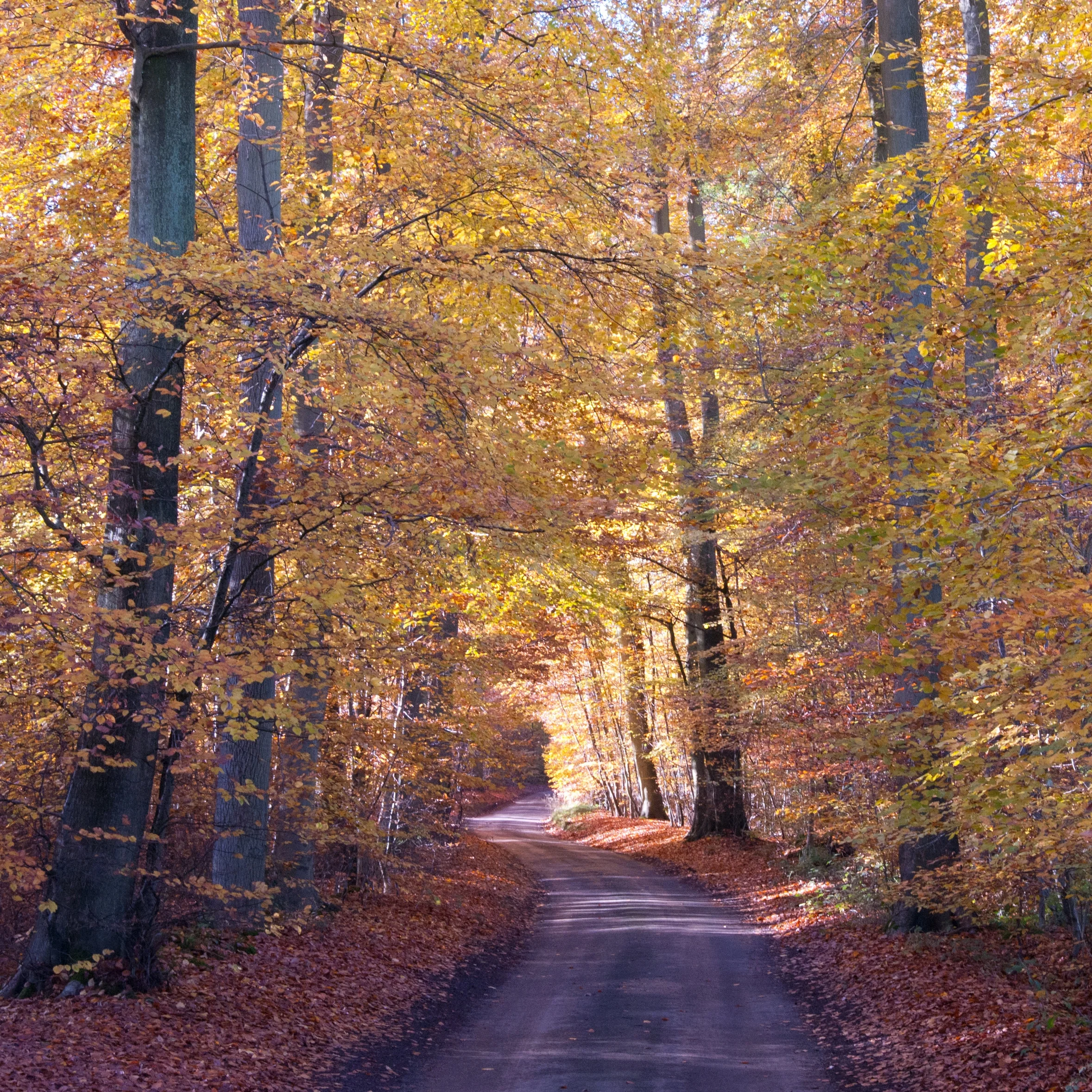 DSC_9293_edited-1.jpg