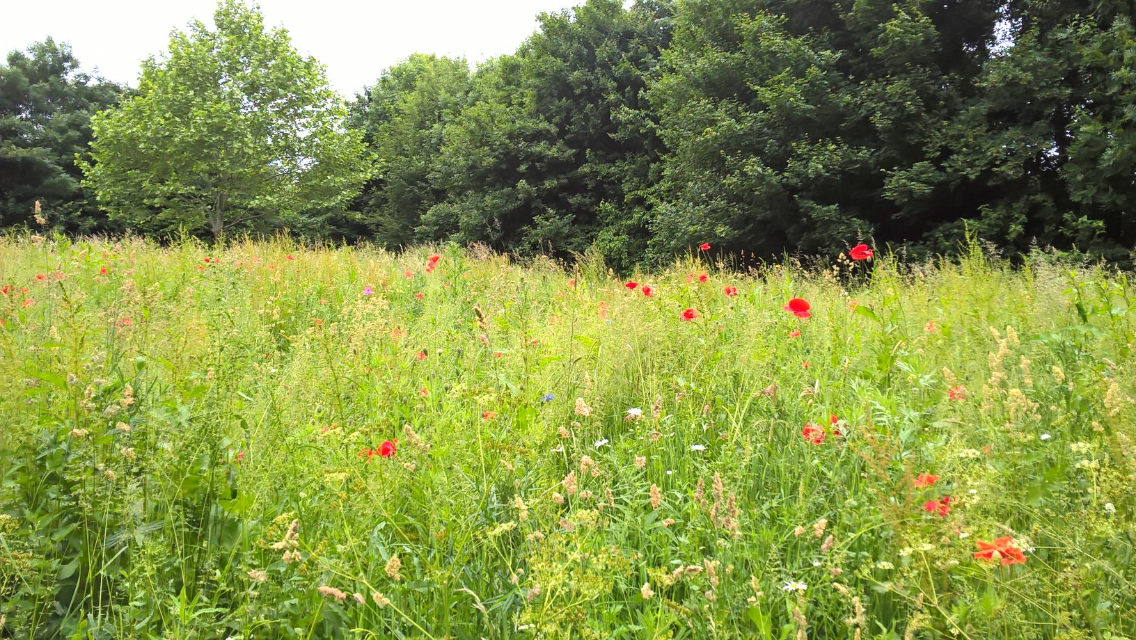 Bure Park Meadow in June.jpg