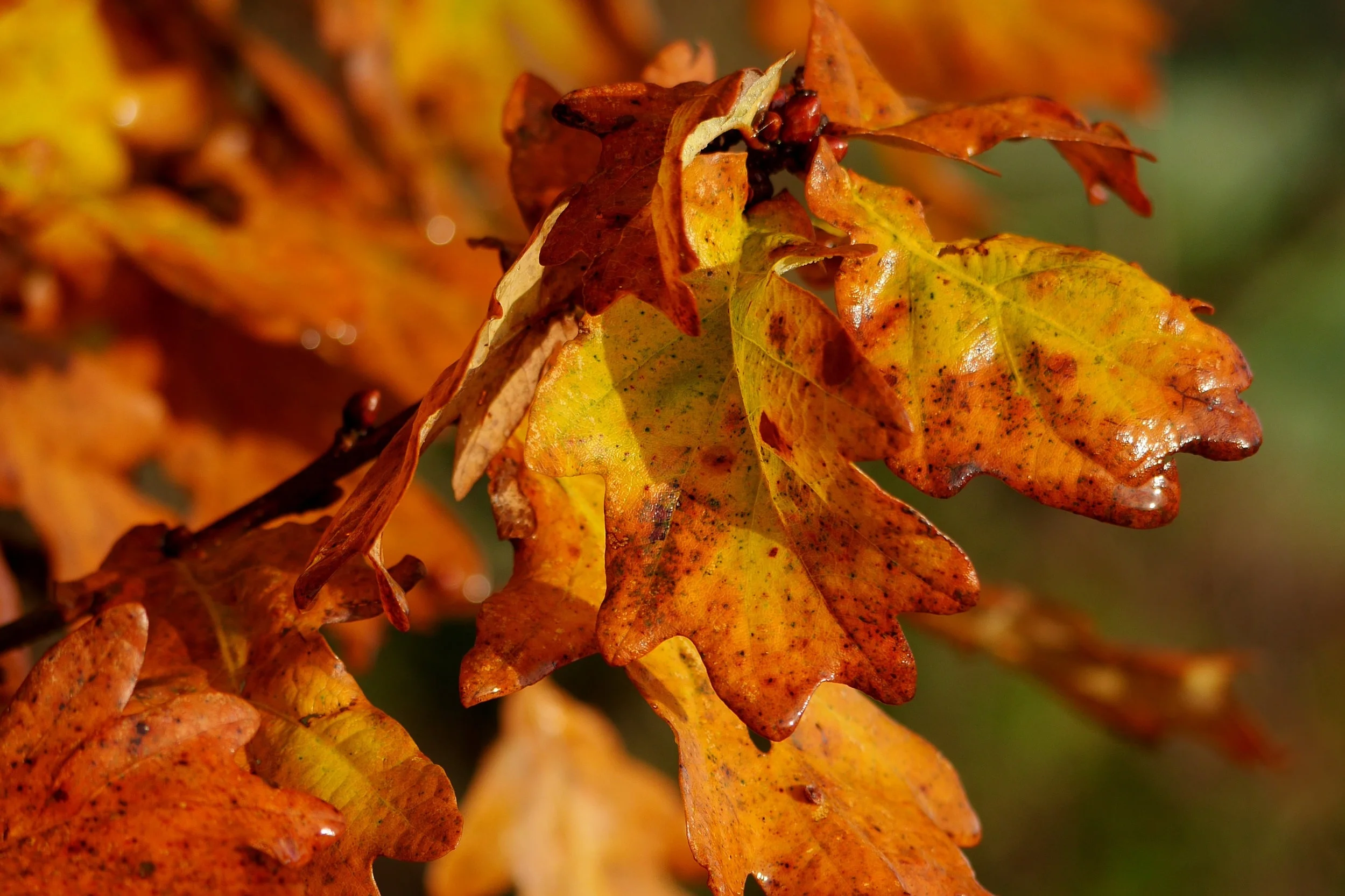 P1160444_edited-1.jpg