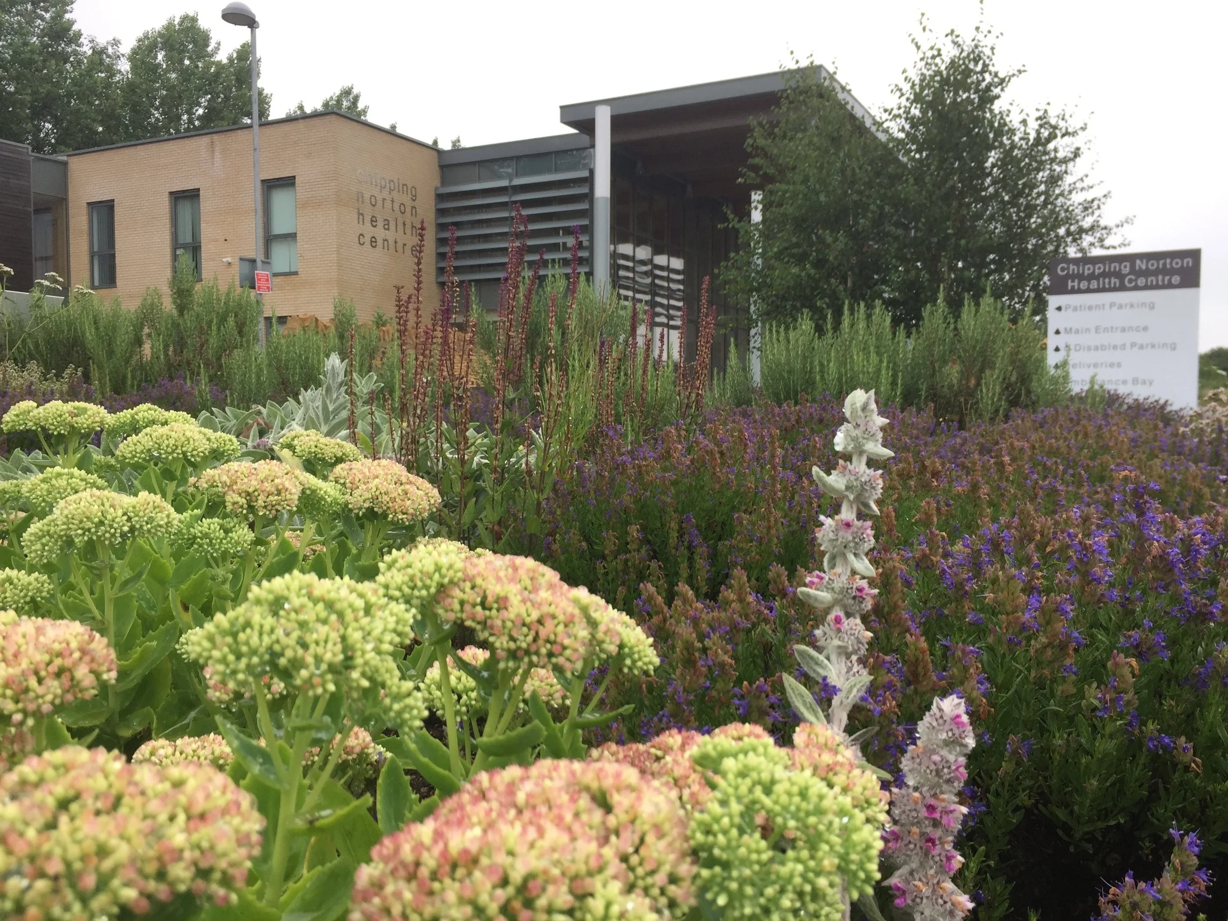 Bumblebee+border+at+Chipping+Norton+Health+Centre.jpg