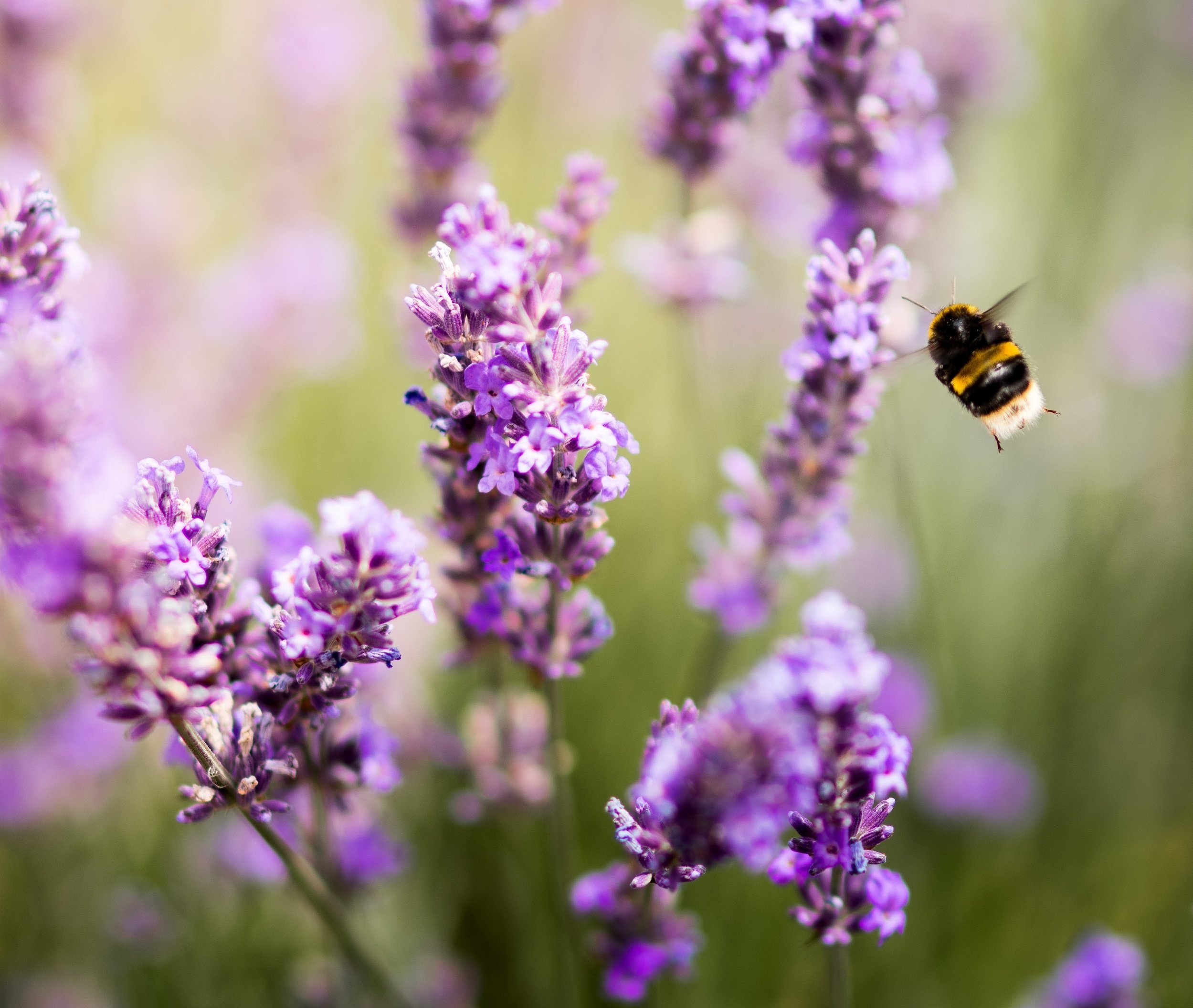 bee+and+lavender.jpg