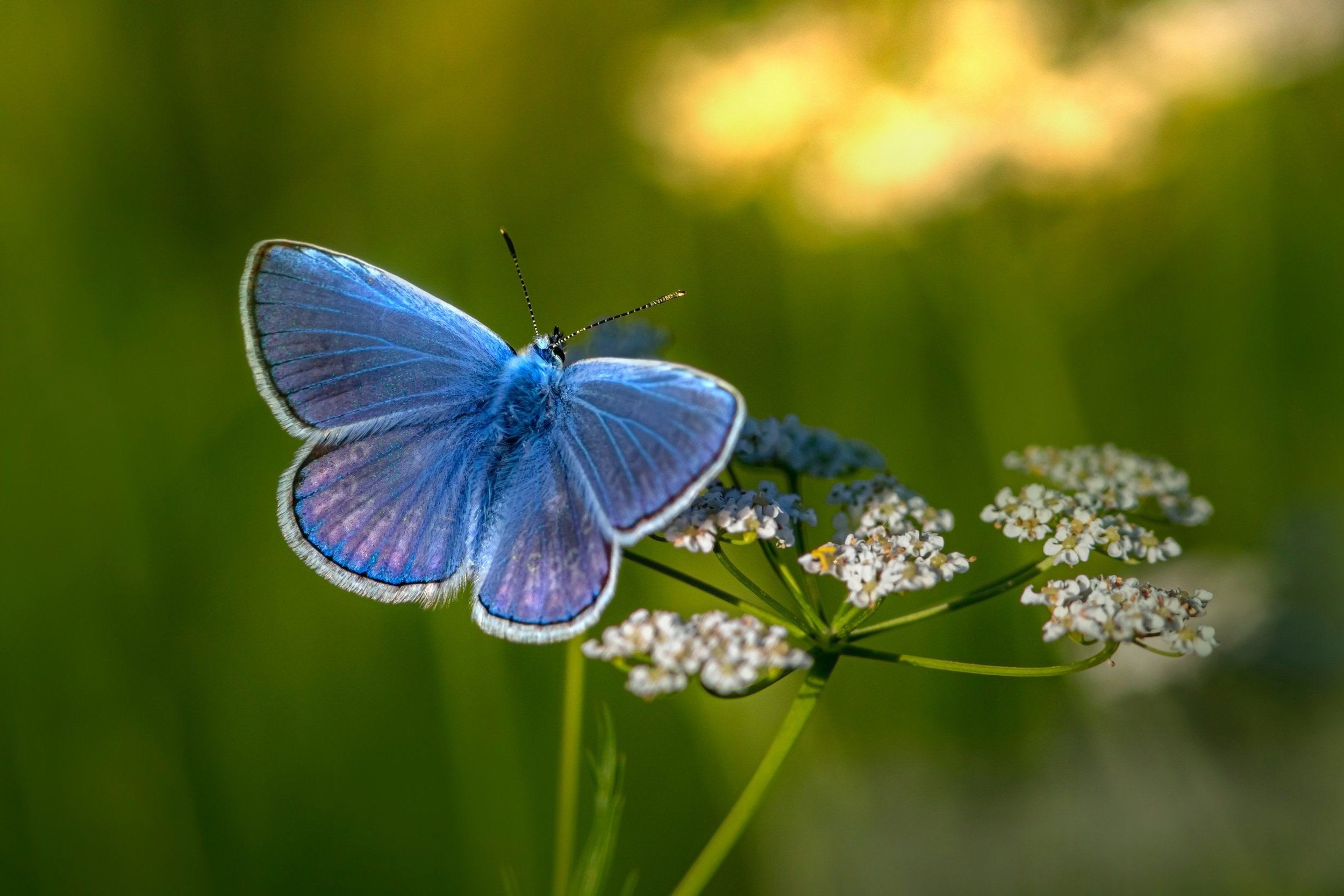 blue+butterfly.jpg