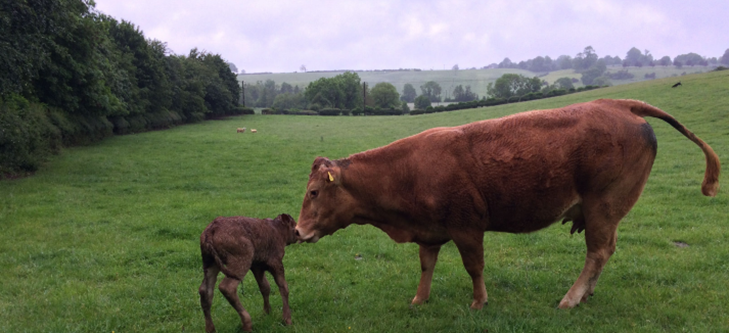 Biodiversity Net Gain: A Landmark Year