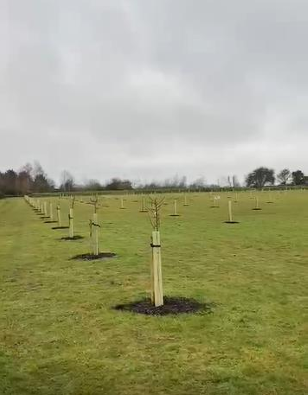 Newly planted orchard tree.png
