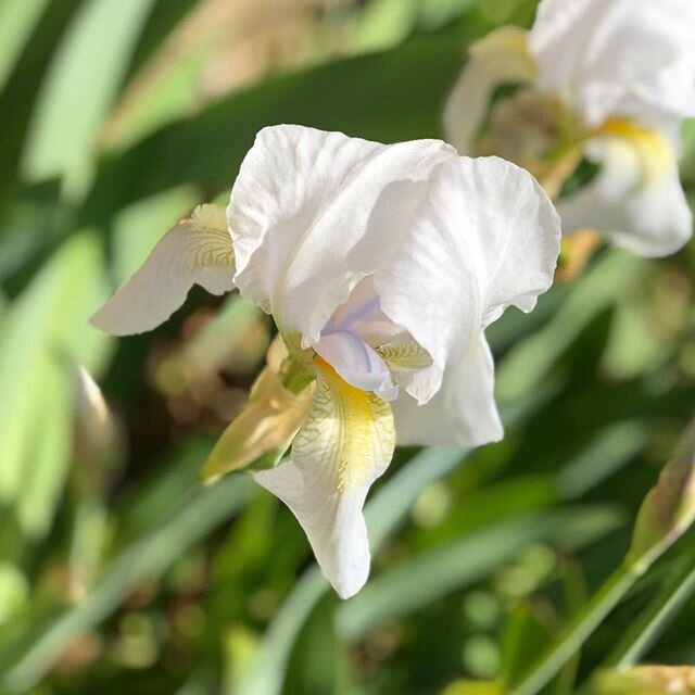 Iris eyes are smiling .... obviously my apologies for terrible pun - but aren&rsquo;t they the most amazing flower - ingenious?  x
.
.
.
#englishgarden #iris #flowers #spring #springgarden #greenshoots #hope