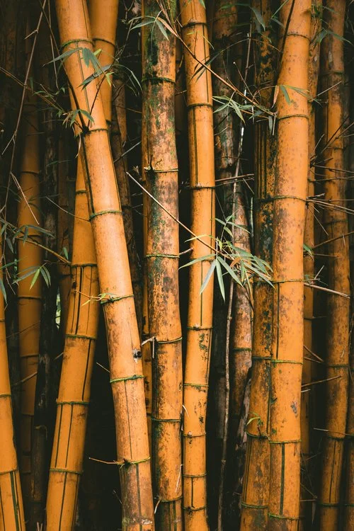 TheWisdomofWood-SaraWing.jpg