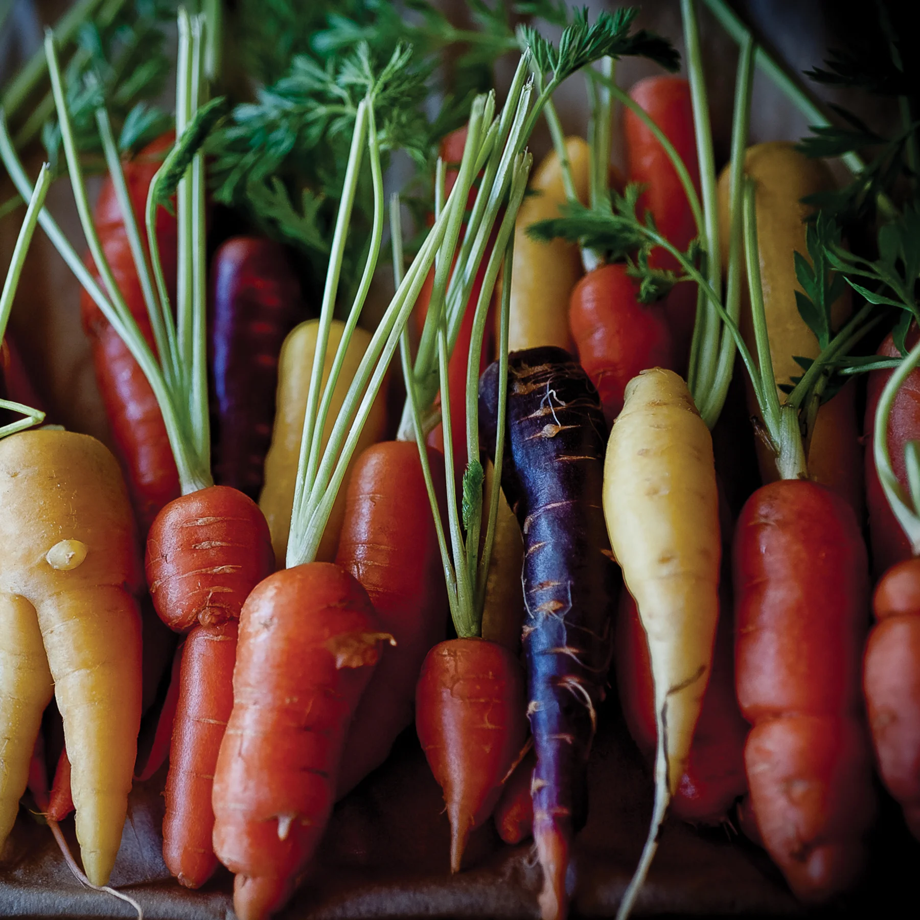 carrots2_.jpg