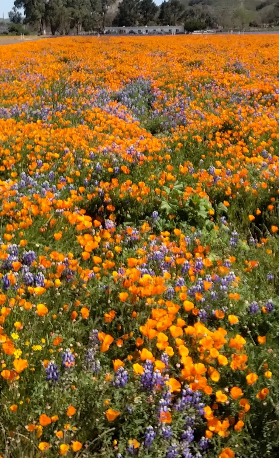 poppieslupine.jpg