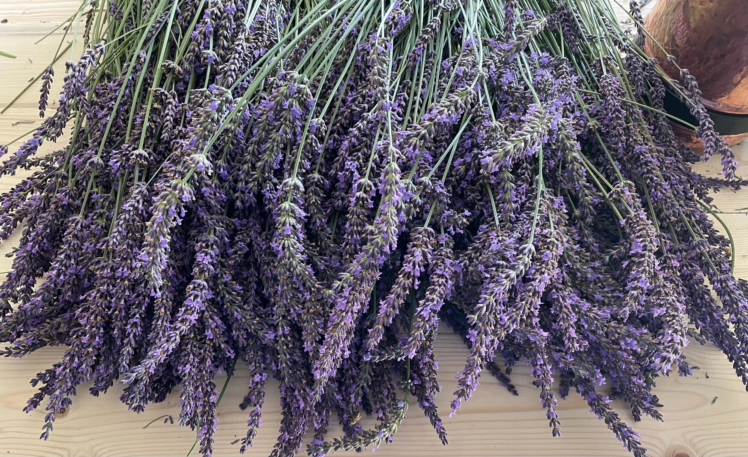 Lavender from Santa Rita Hills Lavender Farm in Santa Barbara County