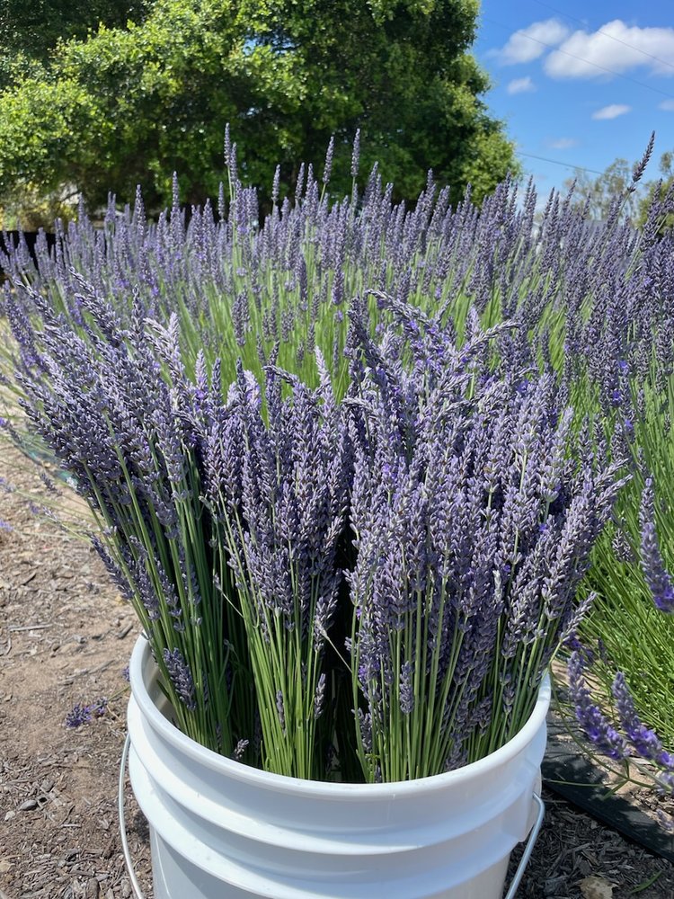 Lavender Mosquito Spray  Lavande Farm – Santa Barbara Company